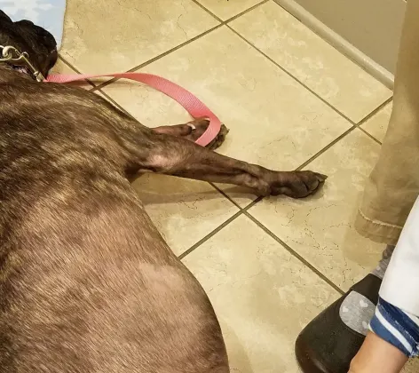 A Dog Lying on the Floor Receiving Acupuncture Therapy